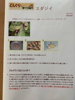 スダジイ.jpg
